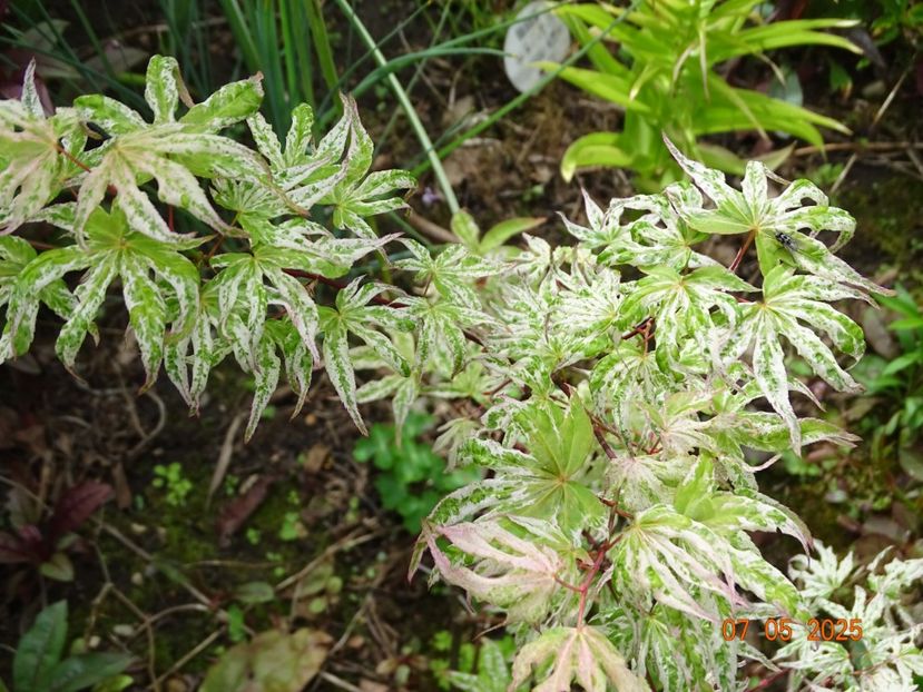  - Copacei si arbusti 2025