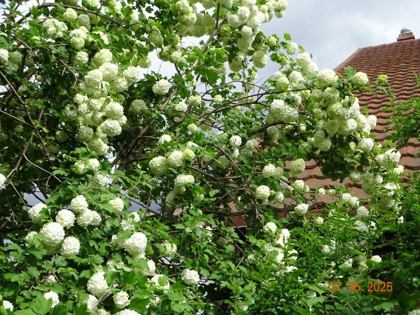  - Copacei si arbusti 2025