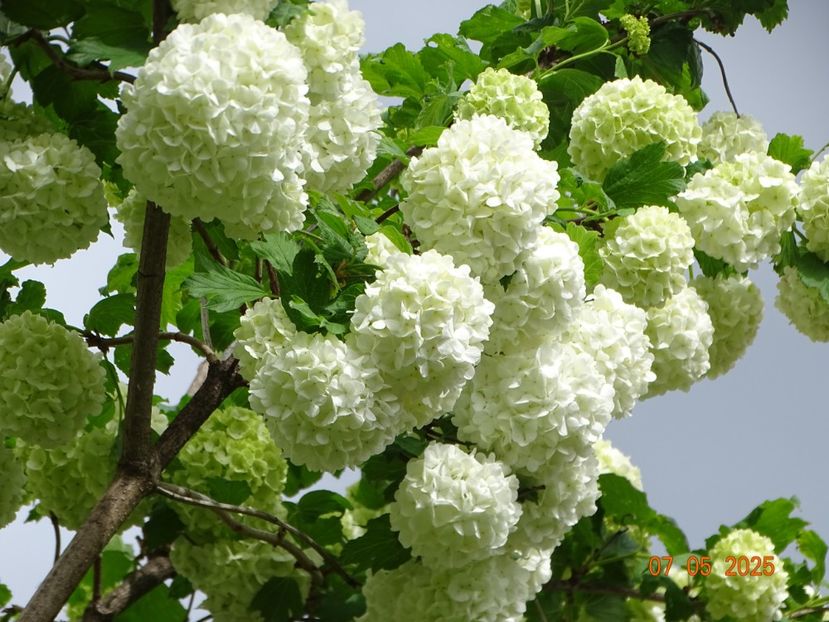  - Copacei si arbusti 2025