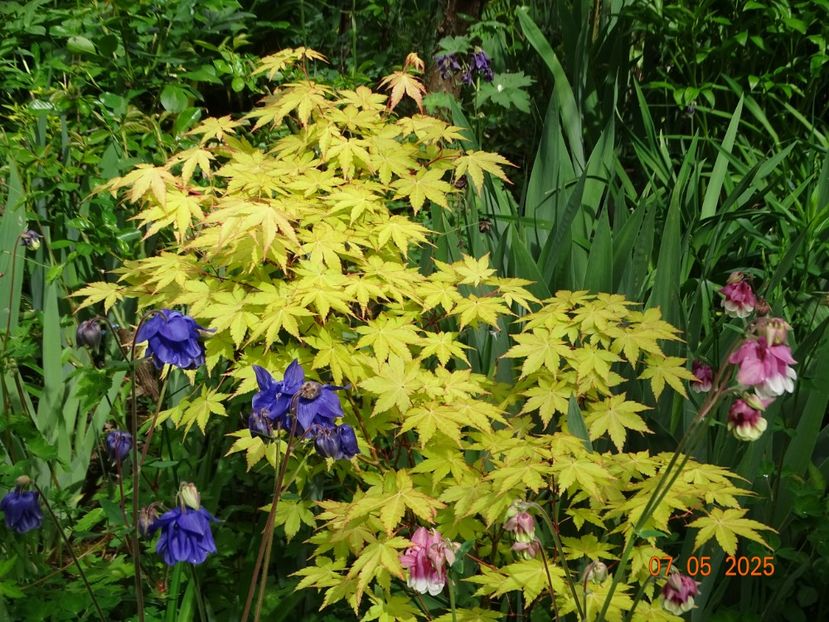  - Copacei si arbusti 2025