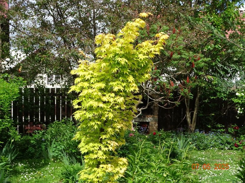  - Copacei si arbusti 2025