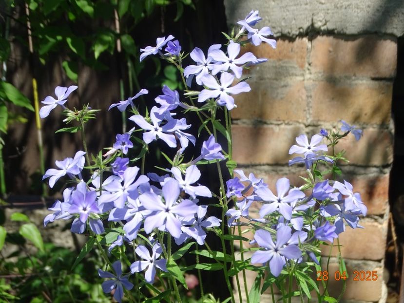 - Phlox 2025
