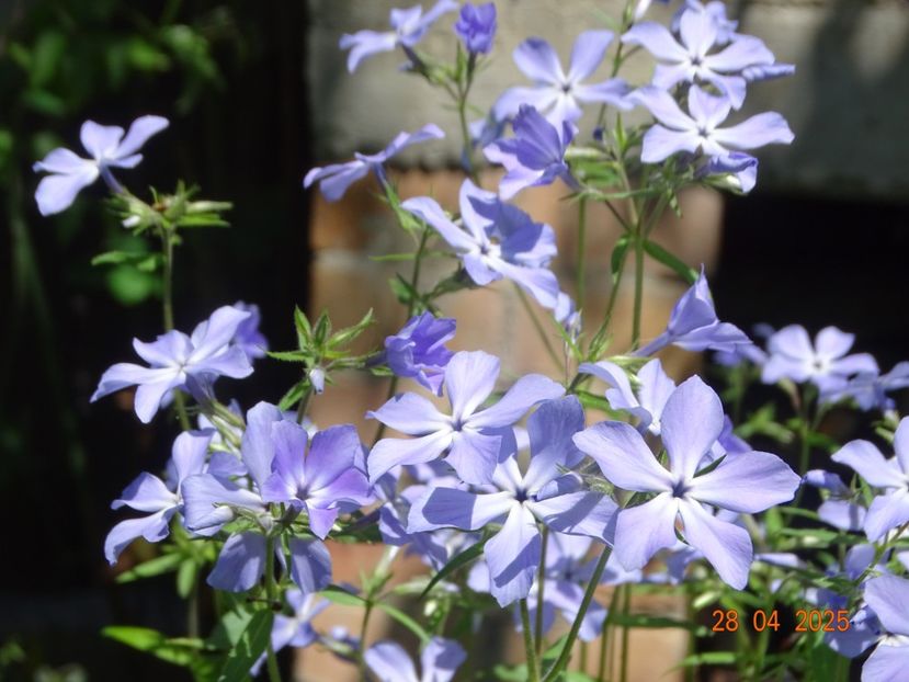  - Phlox 2025
