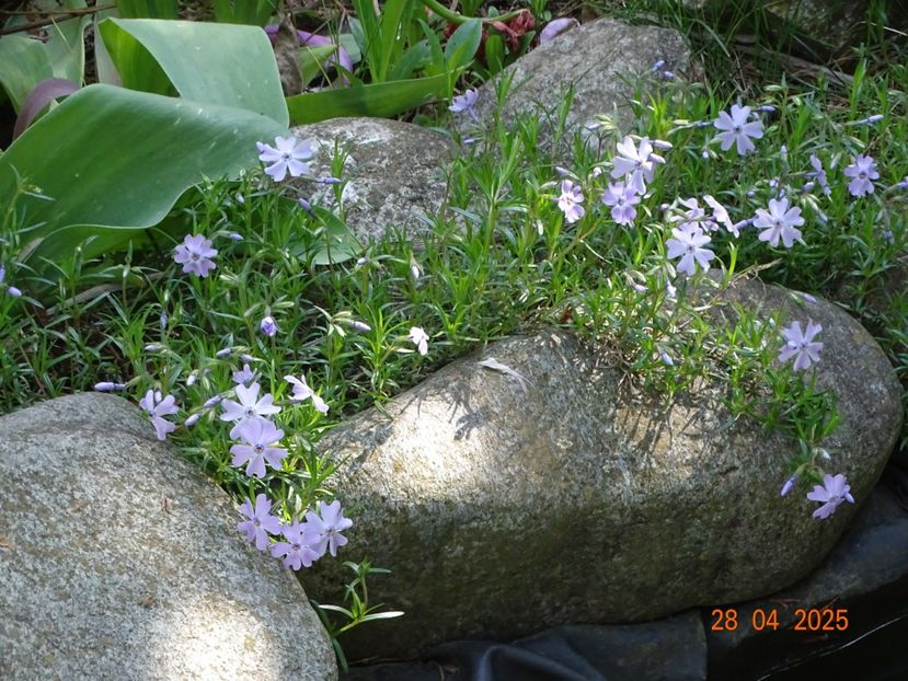  - Phlox 2025