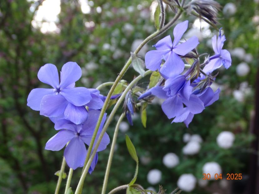  - Phlox 2025
