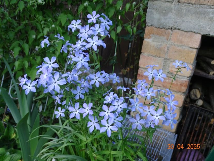  - Phlox 2025