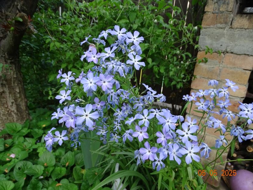  - Phlox 2025