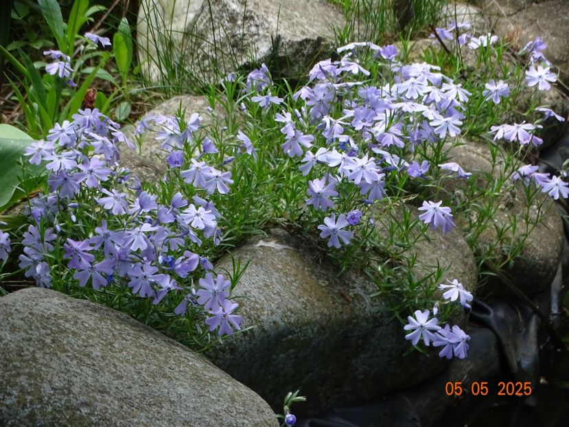 - Phlox 2025
