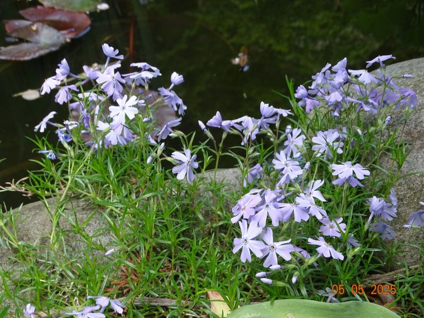  - Phlox 2025