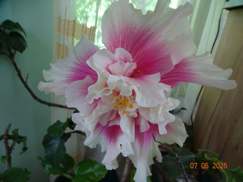  - Hibiscusi