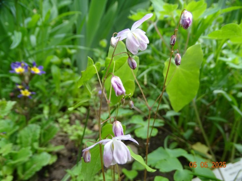 epimedium youngianum Roseum - Primavara 2025