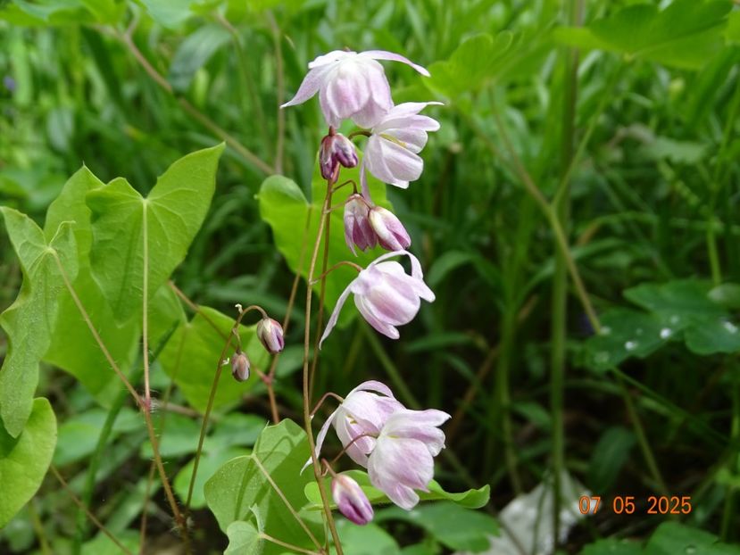 epimedium youngianum Roseum - Primavara 2025