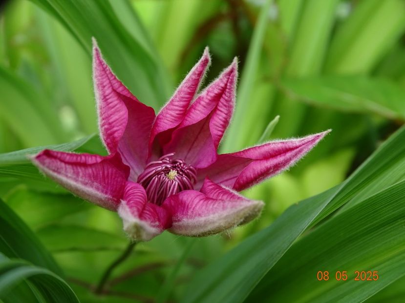 seedling - Primavara 2025