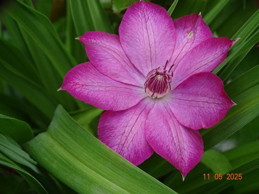 seedling - Primavara 2025