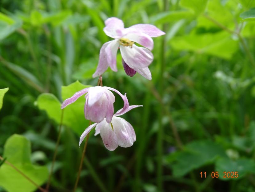 epimedium youngianum Roseum - Primavara 2025