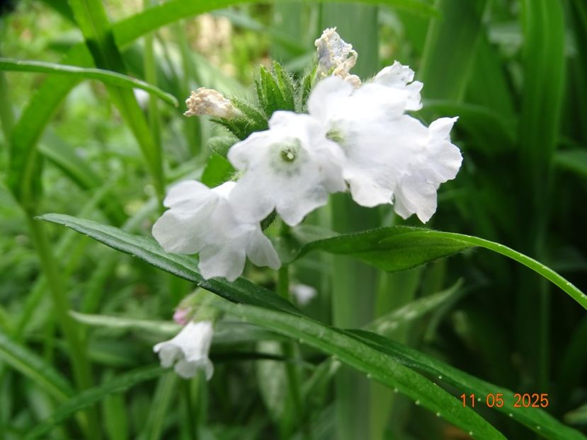 pulmonaria Opal - Primavara 2025