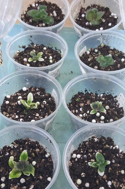 Violete din  semințe puse în septembrie 2024 - 1 1 Violete Africane de Colecție