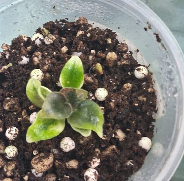  - 1 1 Violete Africane de Colecție