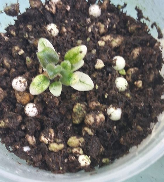  - 1 1 Violete Africane de Colecție