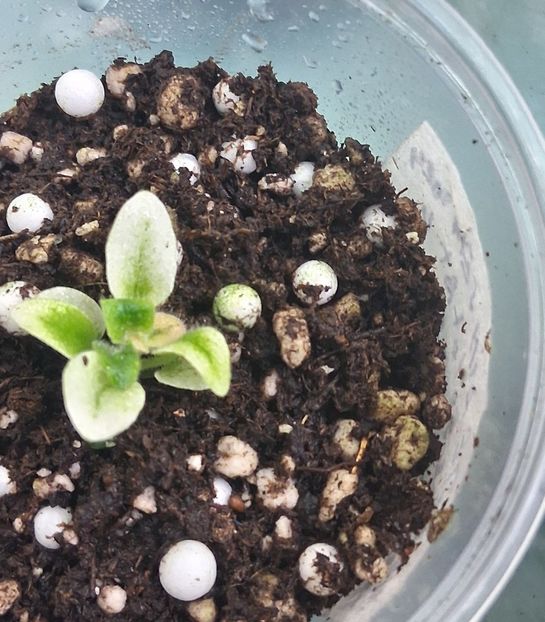  - 1 1 Violete Africane de Colecție