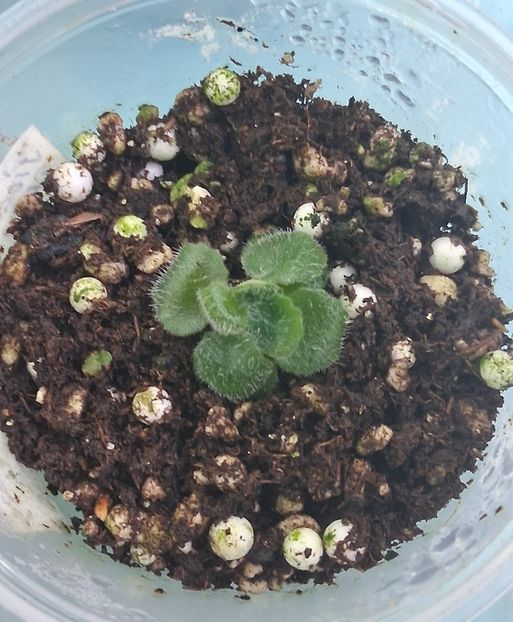  - 1 1 Violete Africane de Colecție