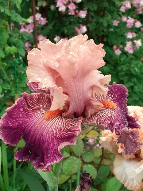 20250512_072552(0) - 00001 IRIȘI 2025