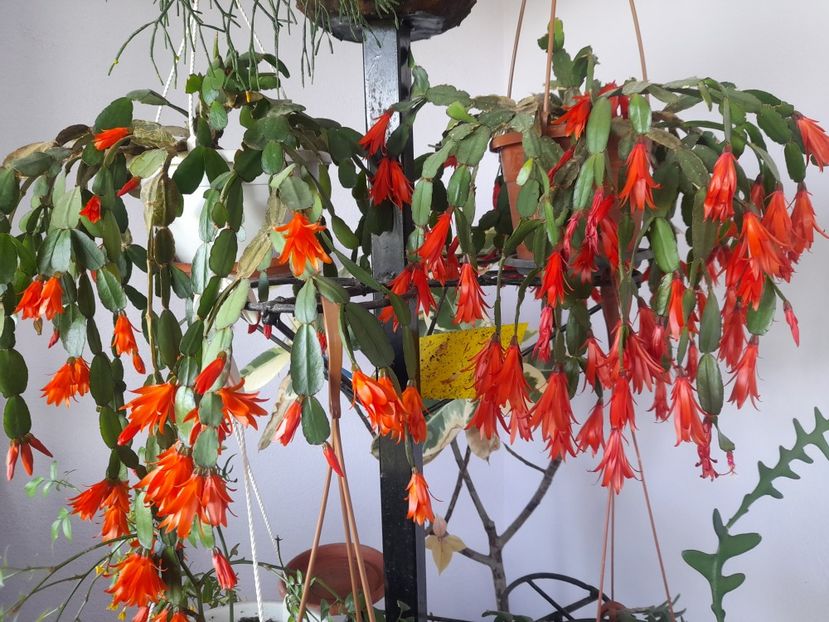  - 1111 Bucurii florale 2025