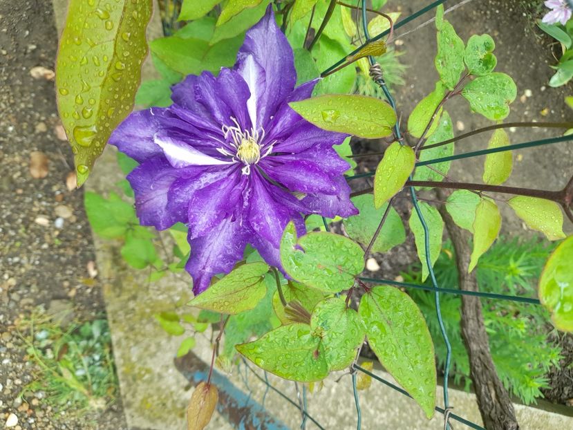  - 1111 Bucurii florale 2025