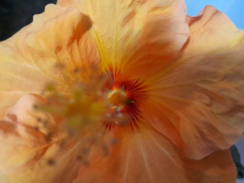  - 1111 Bucurii florale 2025