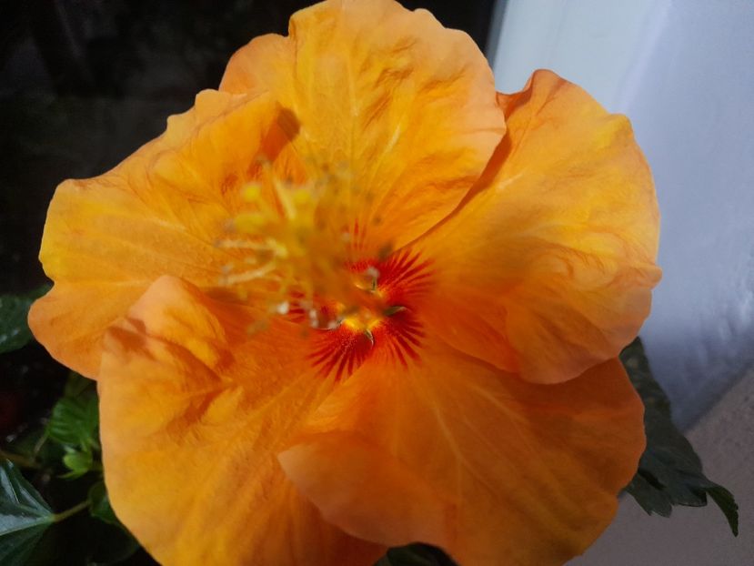  - 1111 Bucurii florale 2025