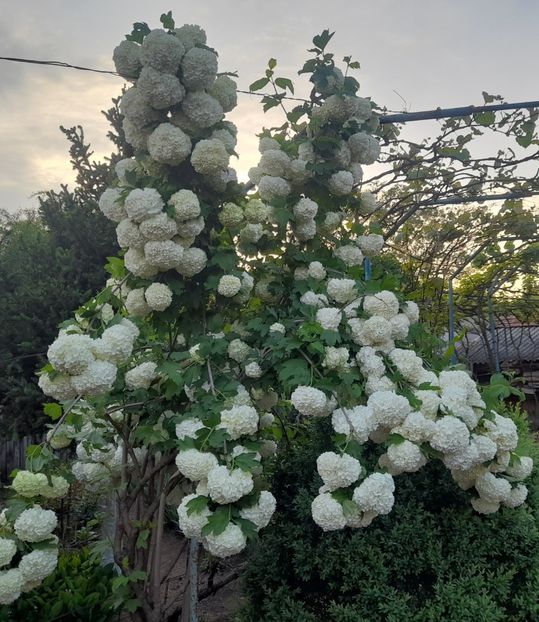  - 1111 Bucurii florale 2025