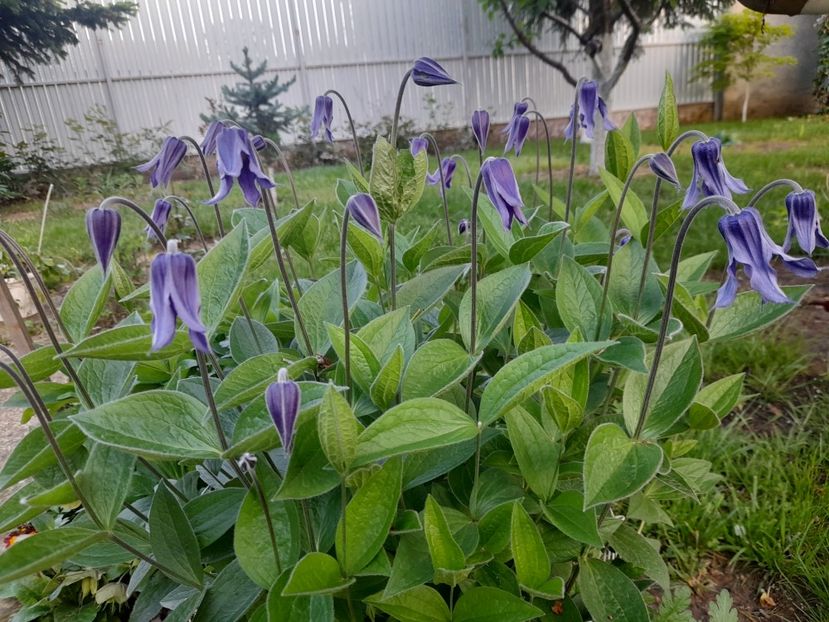  - 1111 Bucurii florale 2025