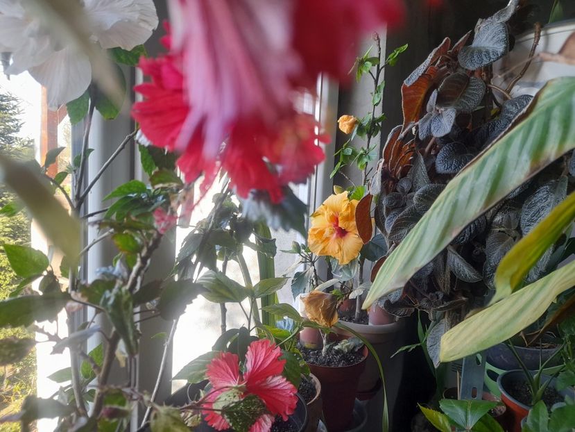  - 1111 Bucurii florale 2025