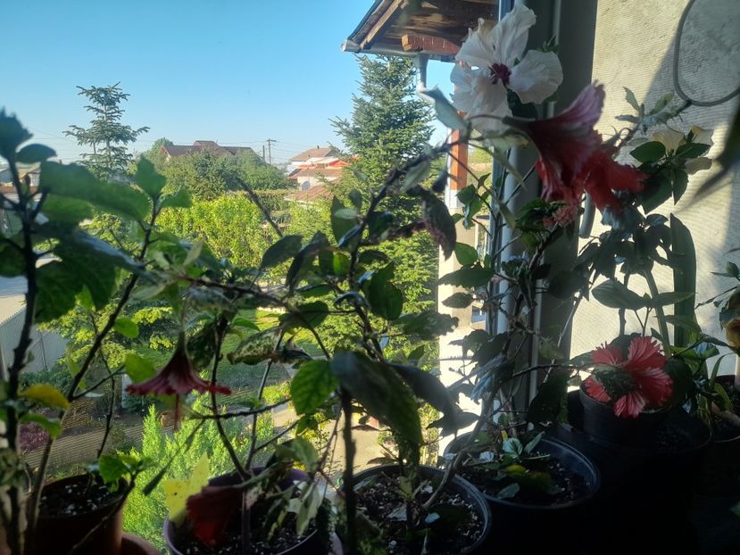  - 1111 Bucurii florale 2025