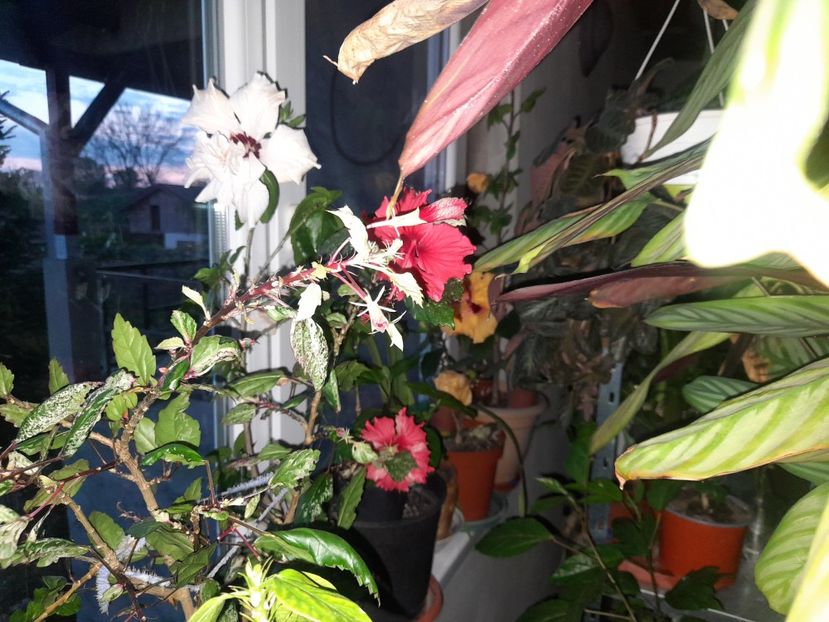  - 1111 Bucurii florale 2025