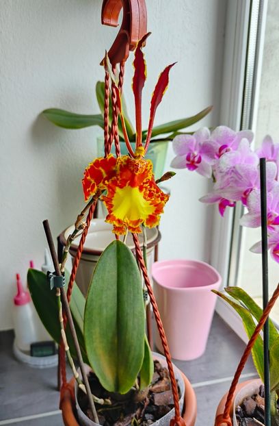 psychopsis papilio mariposa GV - Orhidee_2_psychopsis