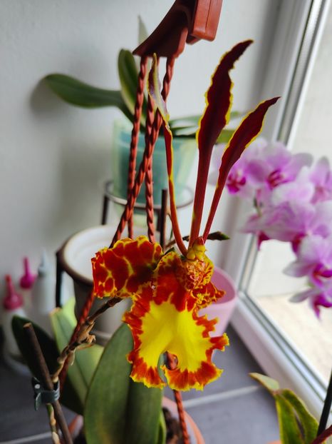 psychopsis papilio mariposa GV - Orhidee_2_psychopsis