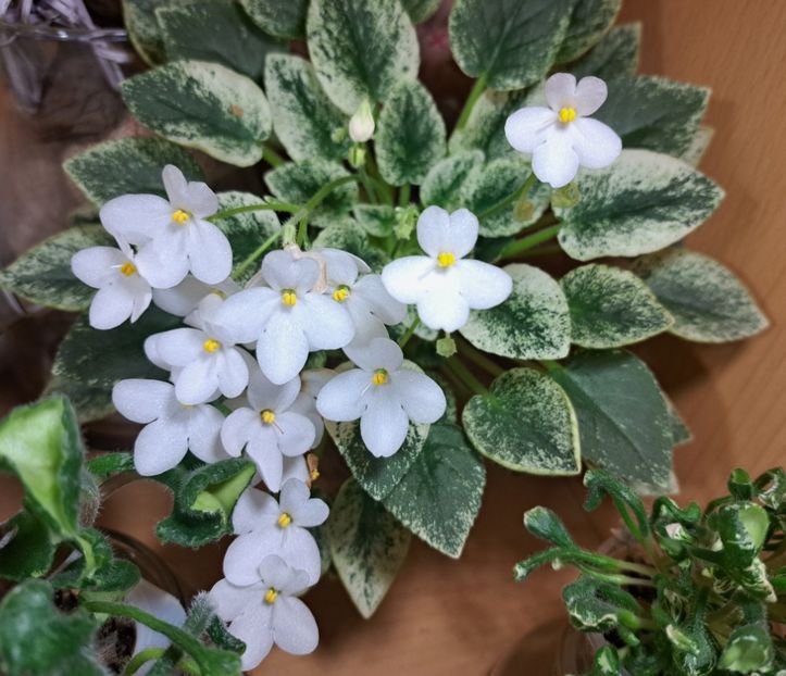  - Violeta Alan s Fallen Angel