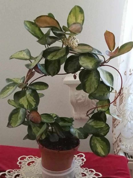 12 mai 2025 - Hoya Australis Lisa