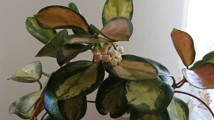 12 mai 2025 - Hoya Australis Lisa