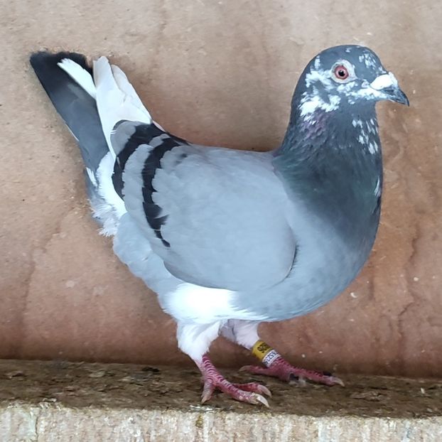 Mascul 24-926 - Porumbei vanduti