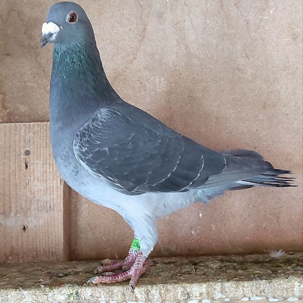 Mascul 23-963 - Guti