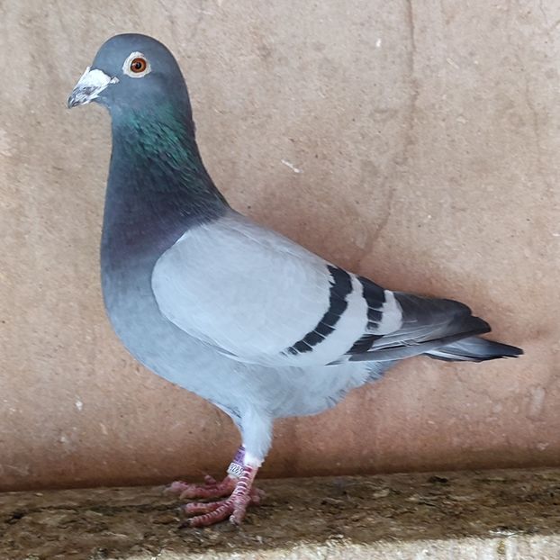 Mascul 18-376 - Vanat