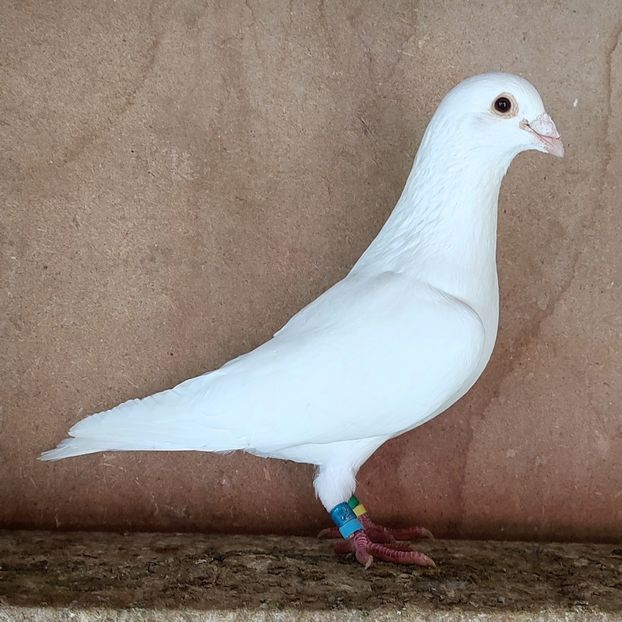 Mascul 18-014 - Albi