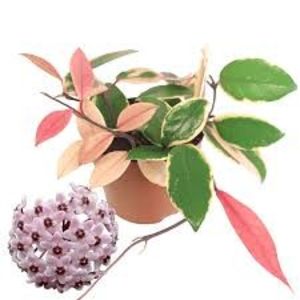 Hoya Flamingo Dream - Hoya Flamingo Dream