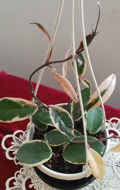 12 mai 2025 - Hoya Flamingo Dream