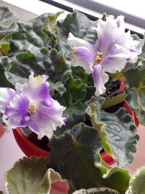  - VIOLETE