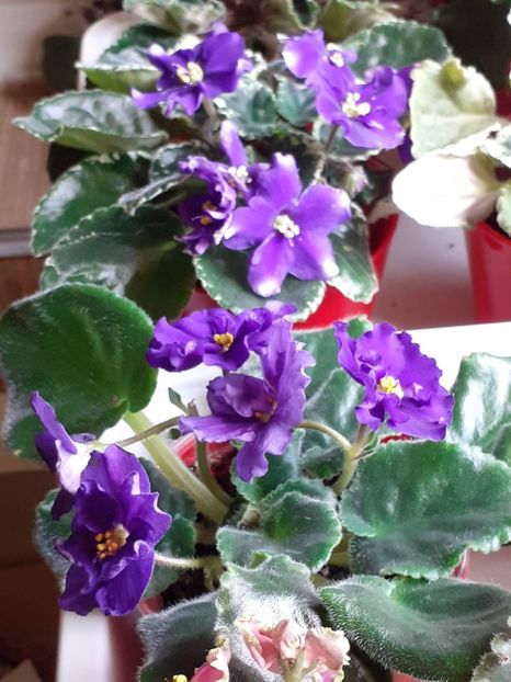  - VIOLETE