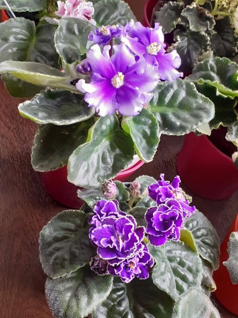  - VIOLETE