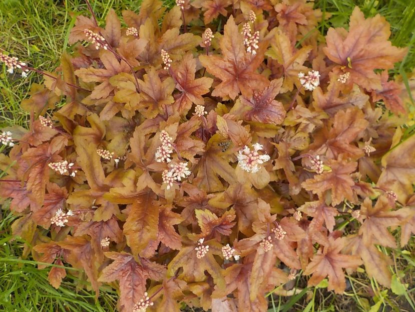  - heuchera gradina